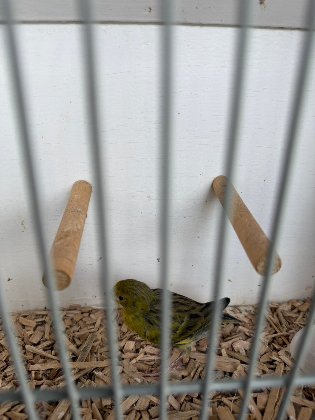 Kanarie’s 1 pop /5 mannen, Meerdere dieren