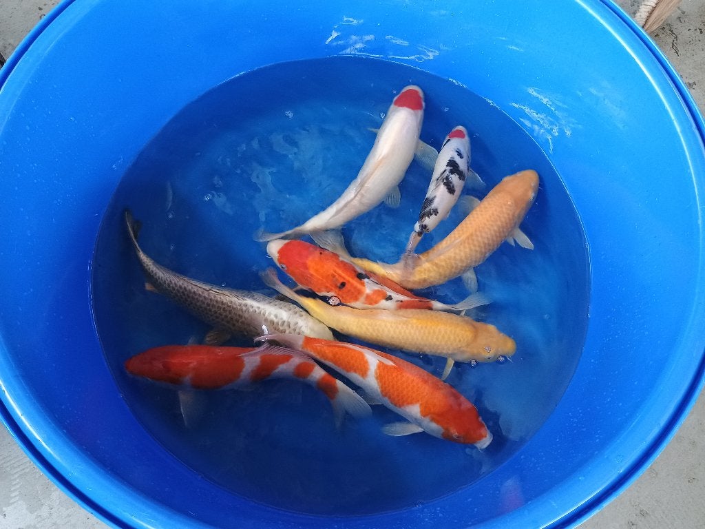 Momotaro Tosai van 495 nu 150, Karper of Koi