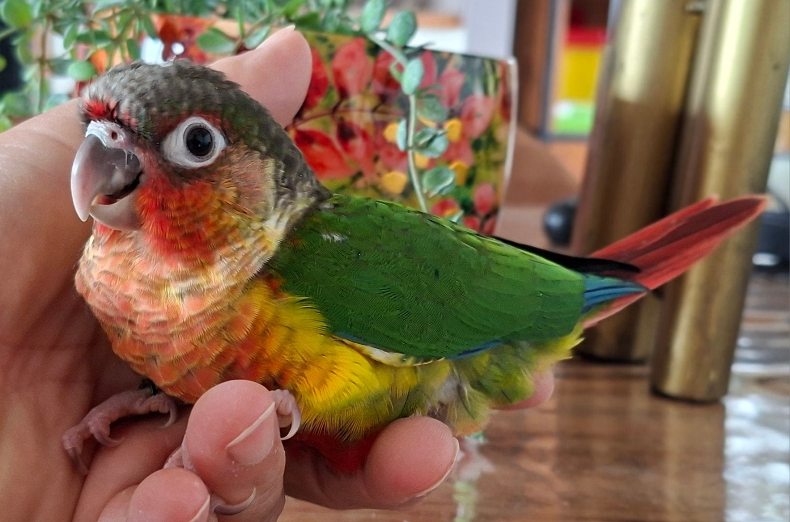 Phyrurra selectie Rood, Dieren en Toebehoren, Vogels | Parkieten en Papegaaien, Geslacht onbekend, Papegaai, Tam
