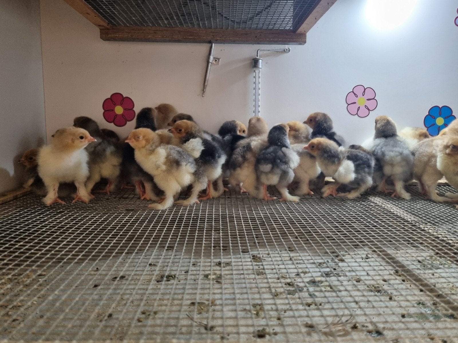 brahma buff zwart & blauw kuikens, Geslacht onbekend, Kip