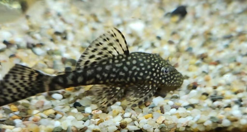 Jonge Ansistrus algeneters., Dieren en Toebehoren, Vissen | Aquariumvissen, Vis