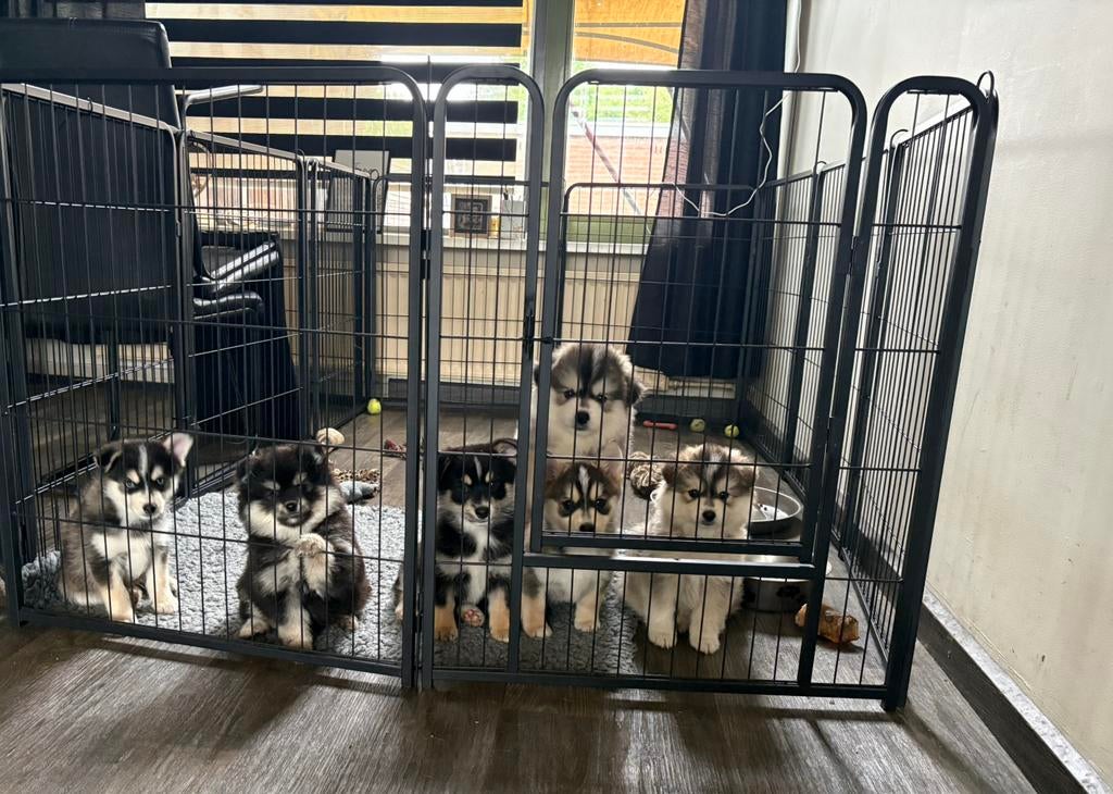 Prachtige Pomsky pups!!, Overige rassen, 8 tot 15 weken, Parvo, Meerdere