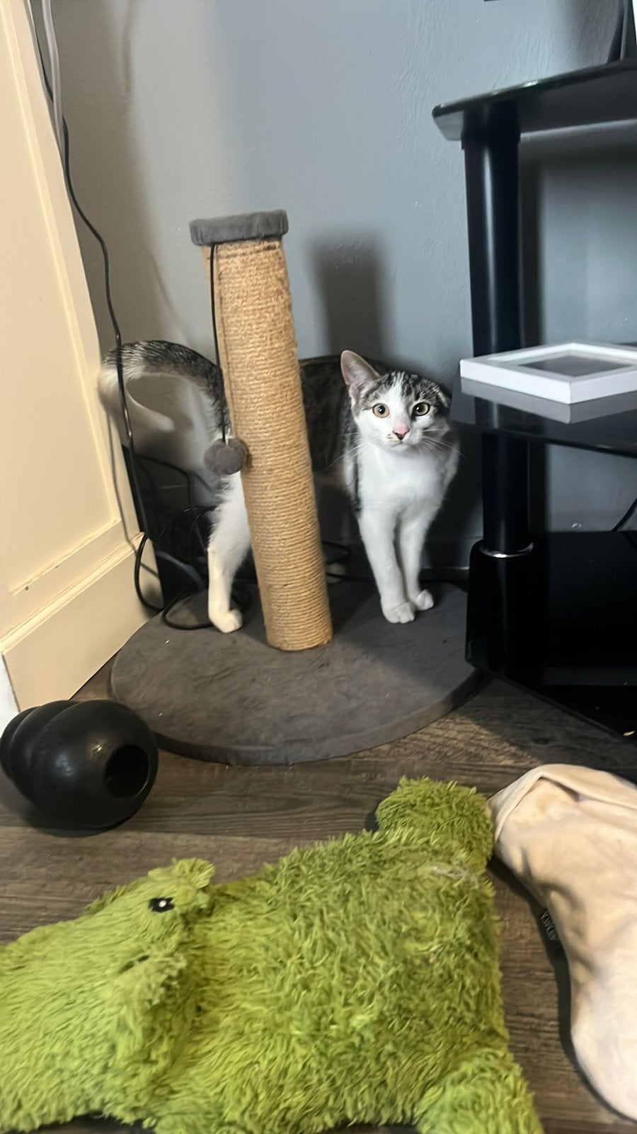 Kitten, Dieren en Toebehoren, Poes