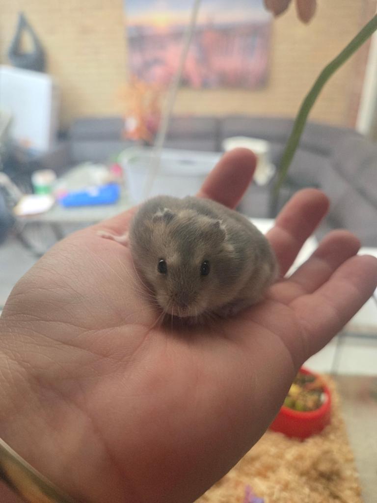 te koop jonge hamsters, Dieren en Toebehoren, Knaagdieren, Hamster, April, Mannelijk, Tam