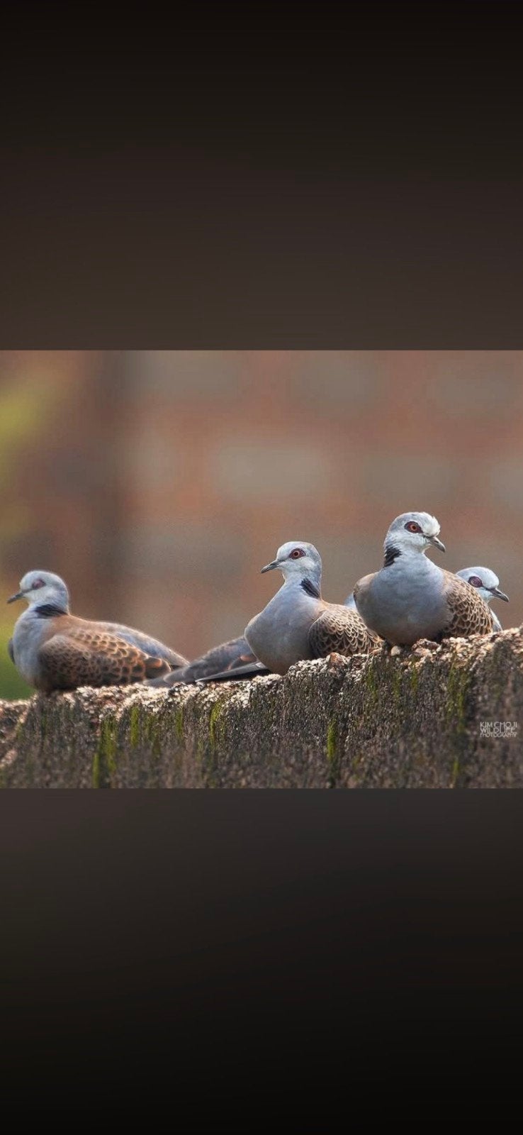 amawada tortels, Dieren en Toebehoren, Meerdere dieren, Overige soorten