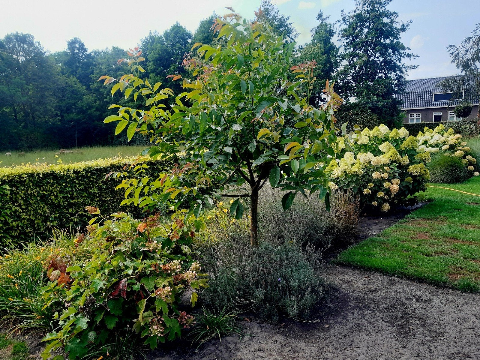 Walnotenboom - Jonge boom met potentie, Tuin en Terras, Planten | Bomen, Overige soorten, Lente, 100 tot 250 cm, Ophalen