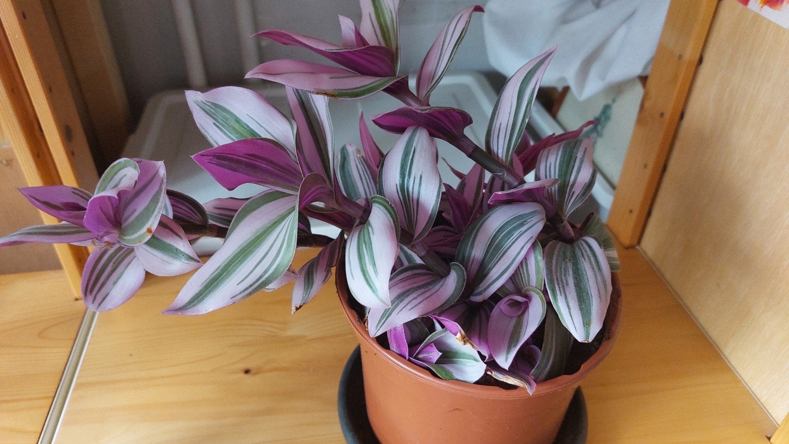 Tradescantia Nanouk, Huis en Inrichting, Kamerplanten, Ophalen, Overige soorten, Halfschaduw, Minder dan 100 cm