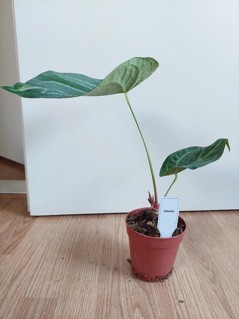 Anthurium Crystallinum Silver Blush - Flamingoplant H: 38 cm, Ophalen, Overige soorten, Halfschaduw, Minder dan 100 cm