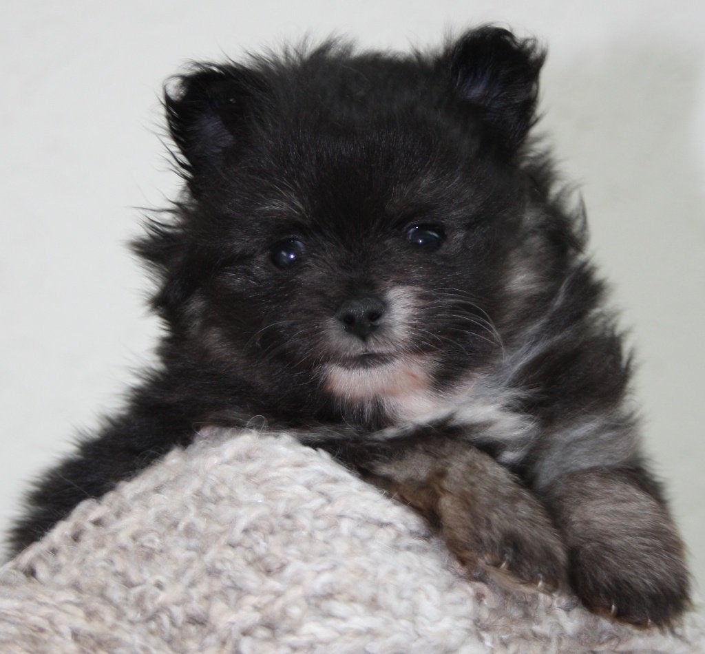 DWERGKEES/POMERIAAN PUPS, Keeshond, CDV (hondenziekte), 8 tot 15 weken, Meerdere