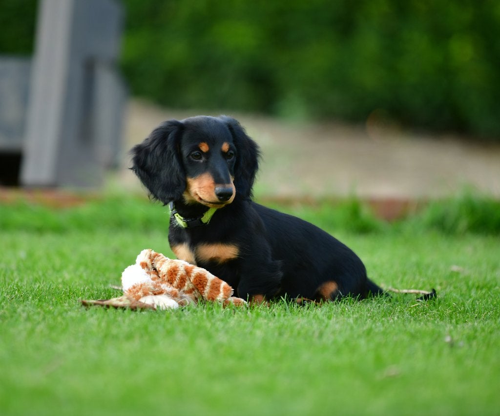 Langharige dwergteckelpup Niek - black and tan- met stamboom, Dieren en Toebehoren, Reu, 8 tot 15 weken, Dwerg, Langhaar