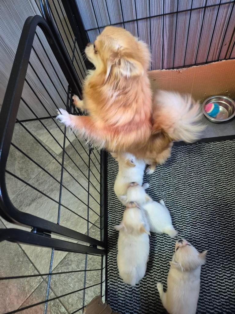 Supermooie chihuahua pupjes, 8 tot 15 weken, Parvo, Meerdere, Meerdere dieren
