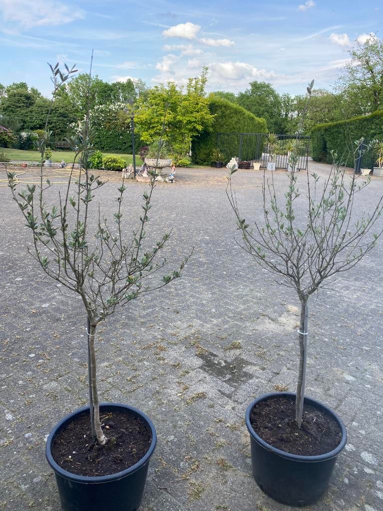 Twee prachtige olijfboompjes, Tuin en Terras, Ophalen, Volle zon, Overige soorten