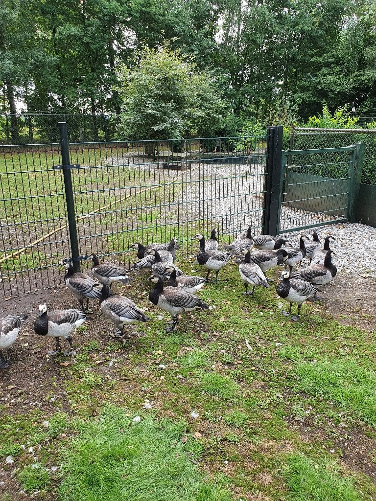 Brandganzen, Meerdere dieren, Gans of Zwaan