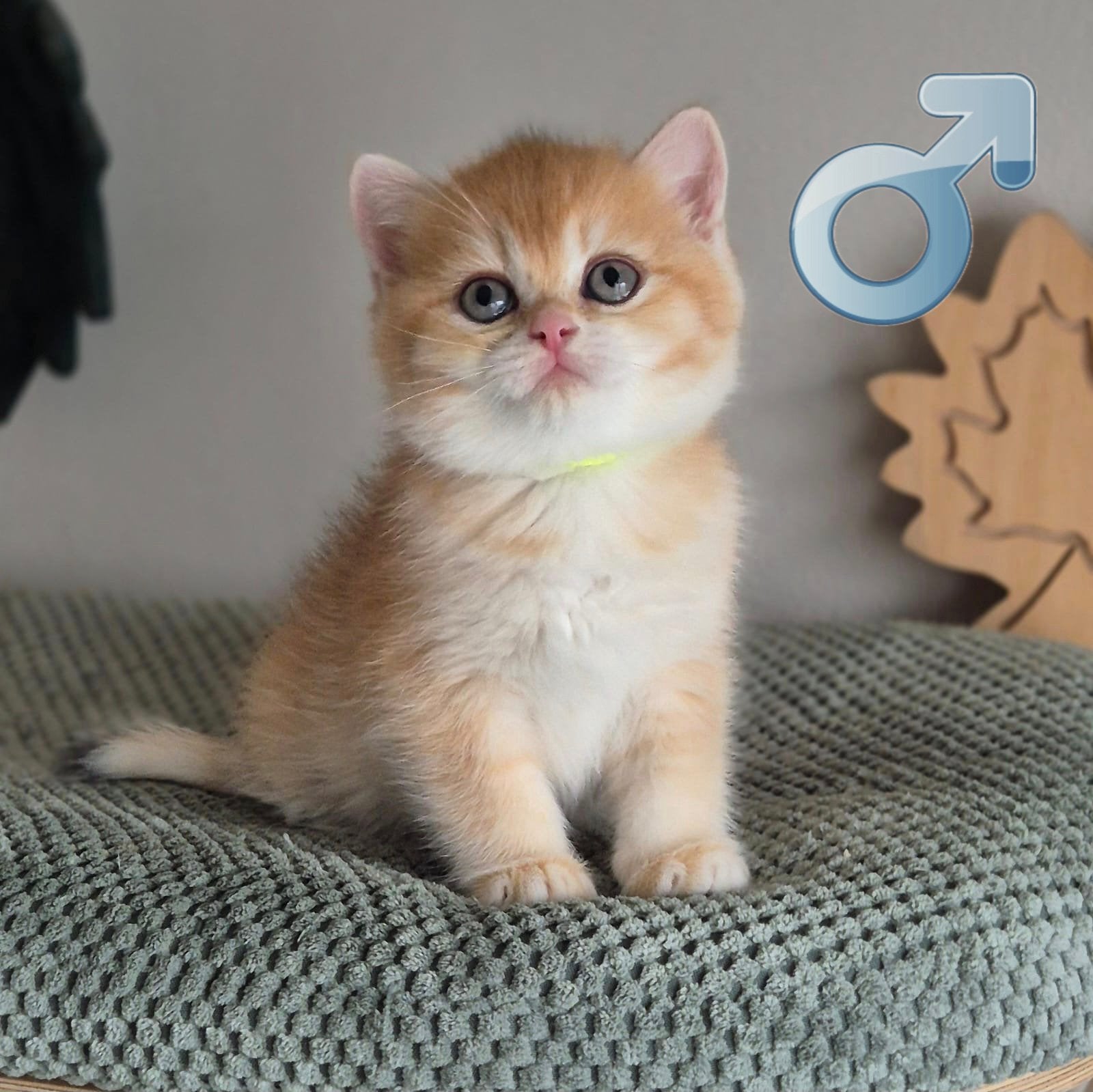 Britse kittens korthaar met stamboom, Meerdere dieren, Met stamboom, 0 tot 2 jaar