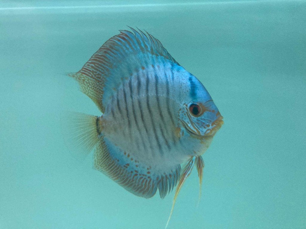 Blue Scorpion – Stöcker-lijn – 12–14 cm, Dieren en Toebehoren, Vis, Zoetwatervis, Schoolvis