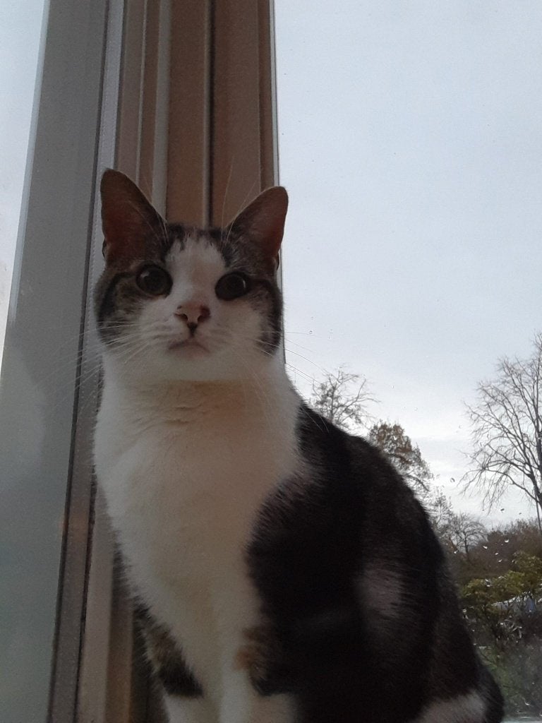 Kat jip