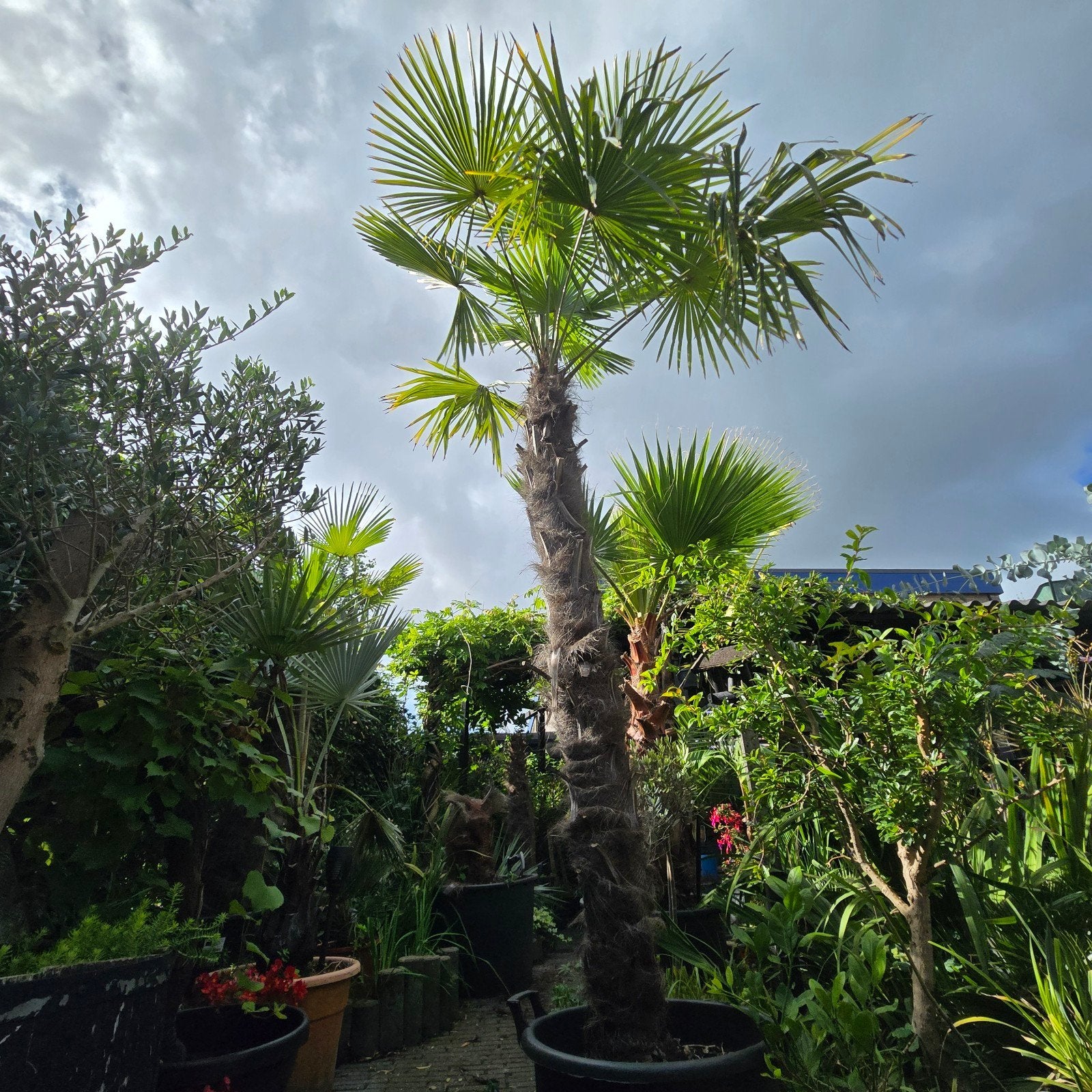 Grote Trachycarpus fortunei - Winterharde Palmboom, Volle zon, Vaste plant, Bloeit niet, Ophalen
