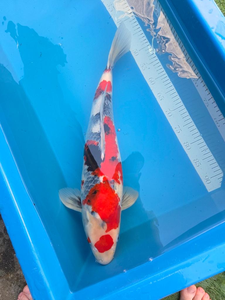 Maruten showa, Karper of Koi