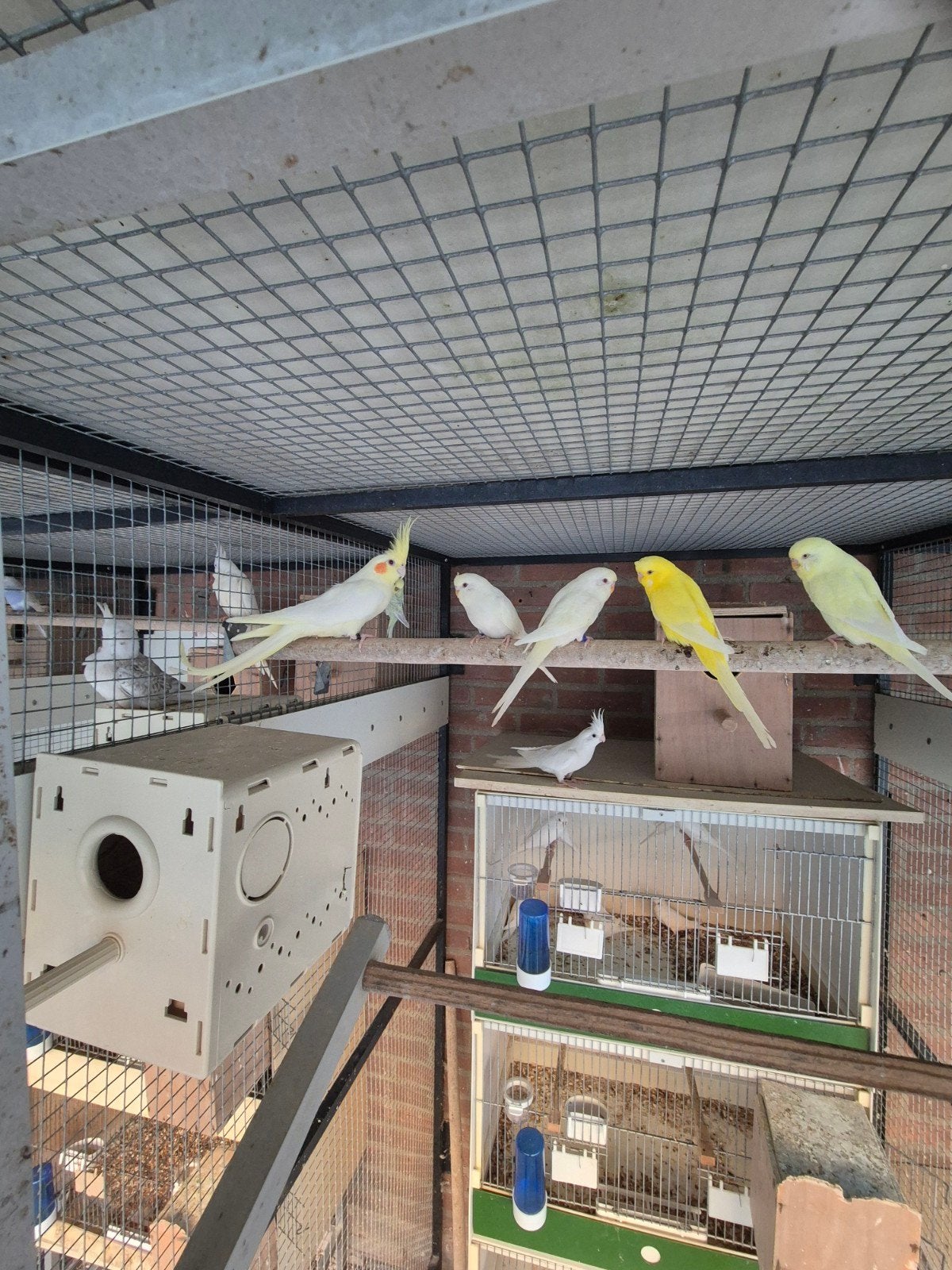 Koppel valkparkieten, Meerdere dieren, Parkiet, Geringd