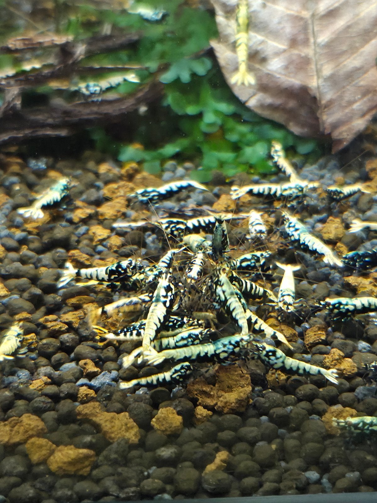 Blue boa/fishbone caridina garnaal, Kreeft, Krab of Garnaal