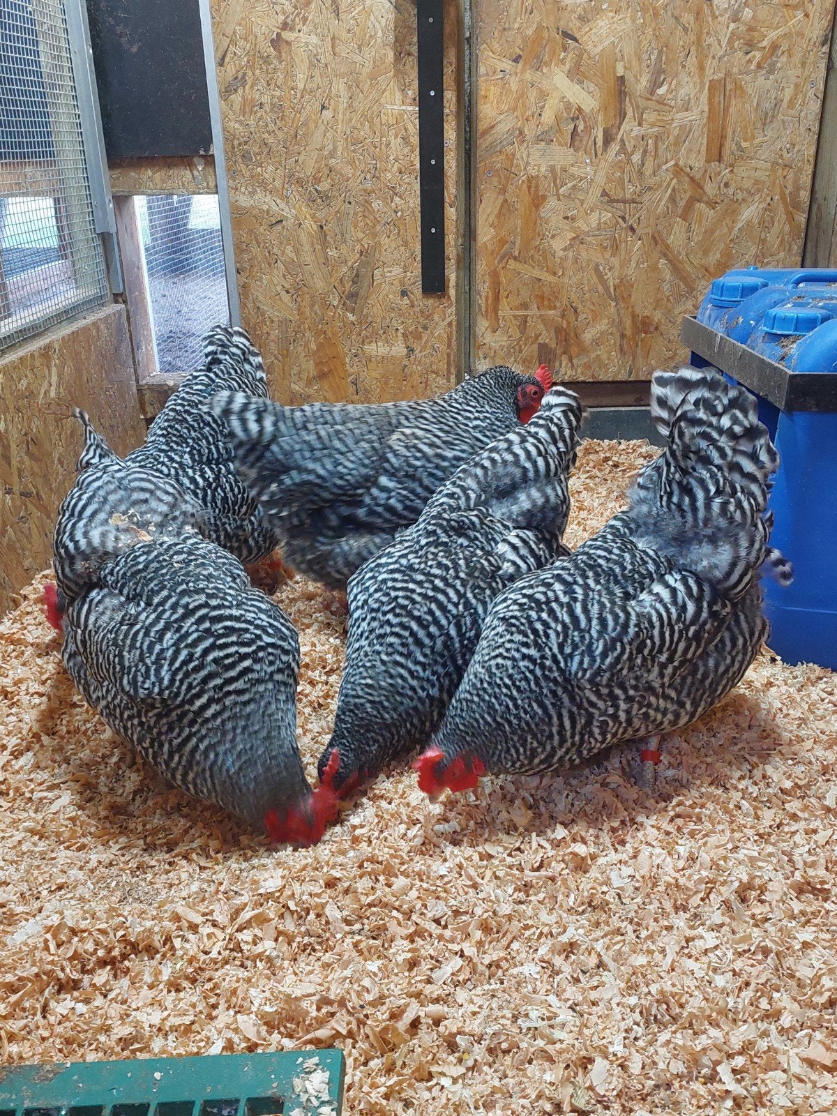 Broedeieren amrock groot, Dieren en Toebehoren, Pluimvee, Geslacht onbekend, Kip