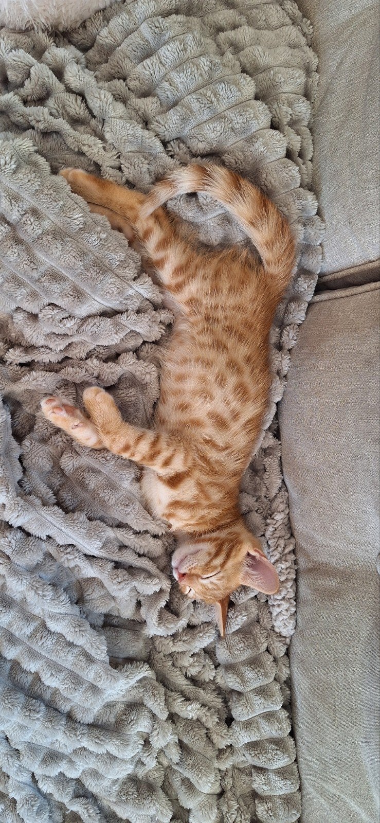 Bengaal/Europese kittens, Kater