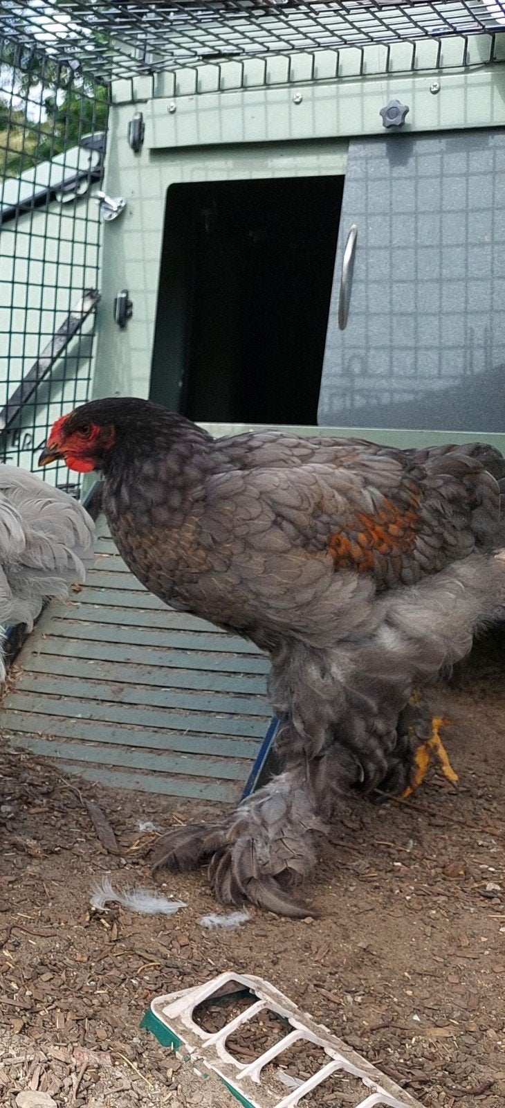 brahma haan groot formaat, Dieren en Toebehoren