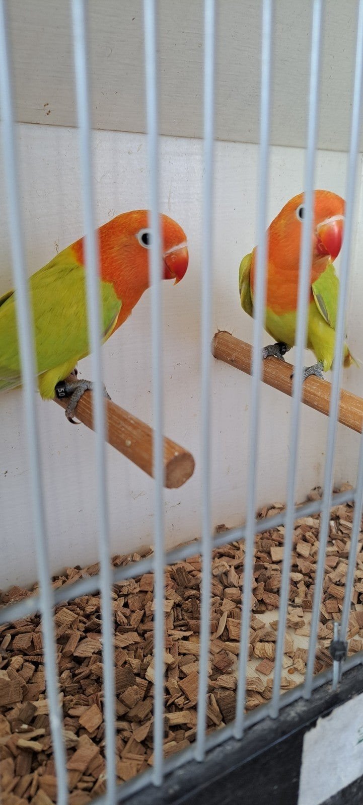 Agapornis Ficheri  Dilute jong voor tam