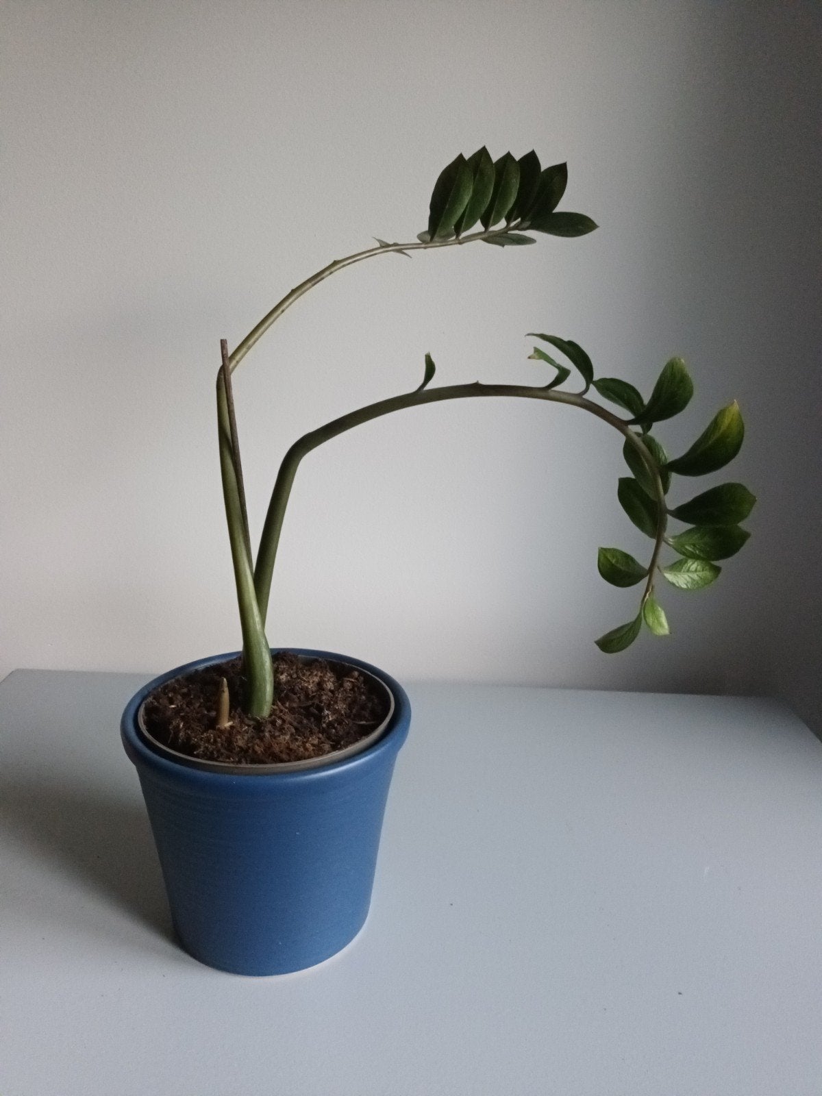 Zamioculcas zamiifolia groene kamerplant ZZ plant binnenpot, Huis en Inrichting, Kamerplanten, Groene kamerplant, Ophalen, Minder dan 100 cm