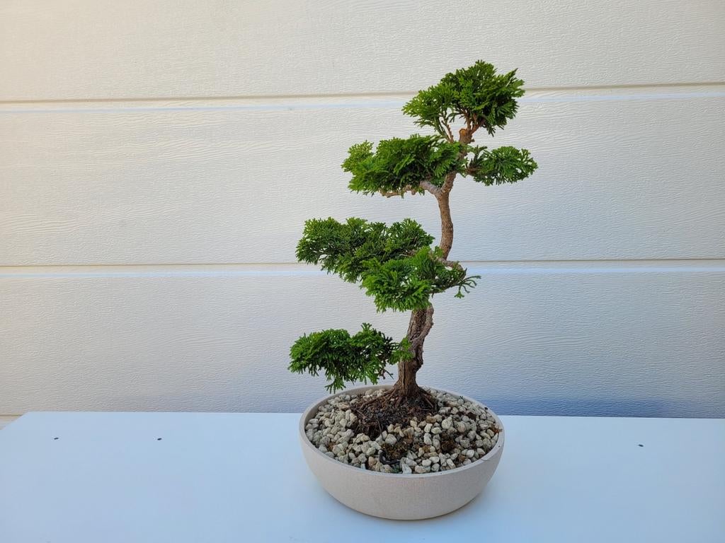 Bonsai Hinoki Cipres - Chamaecyparis Obtusa - ca. 35 cm, Vaste plant, Bloeit niet, Halfschaduw, Ophalen