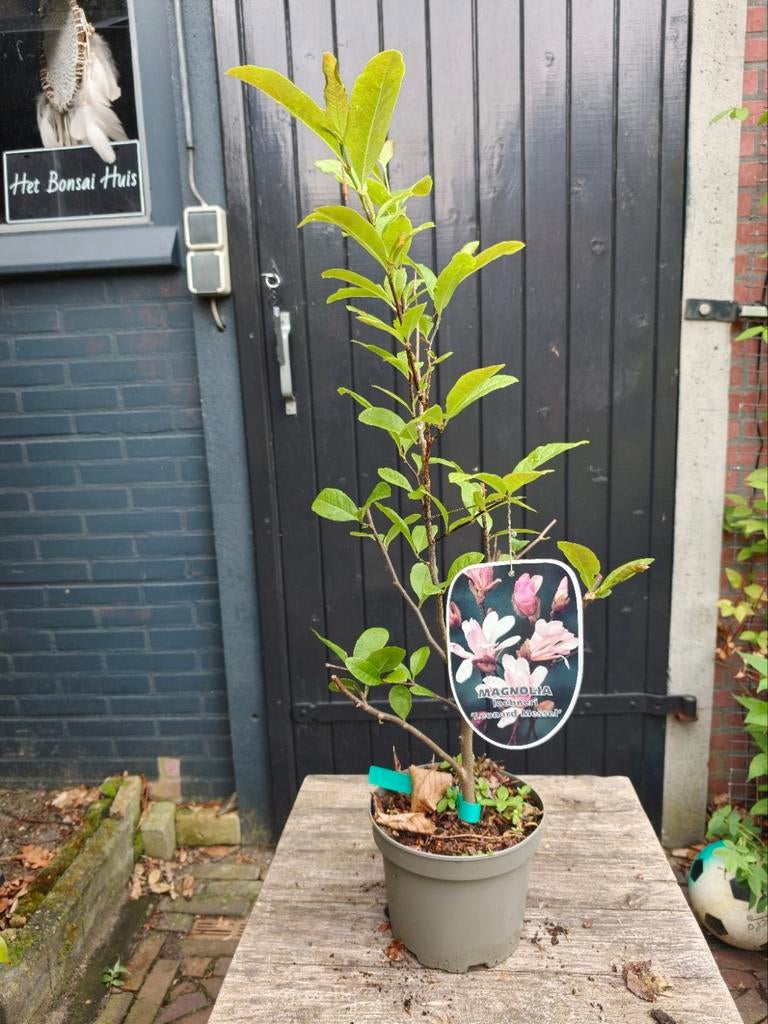 Magnolia Loenerni Leonard Messel, Tuin en Terras, Planten | Bomen, Overige soorten, Lente, Minder dan 100 cm, Ophalen