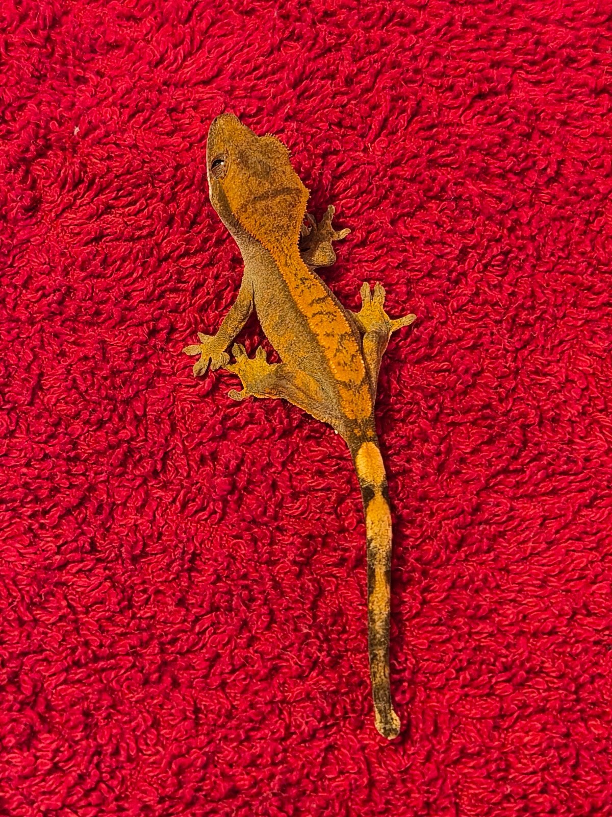 wimper gekko Jack Crested Gecko photo 2