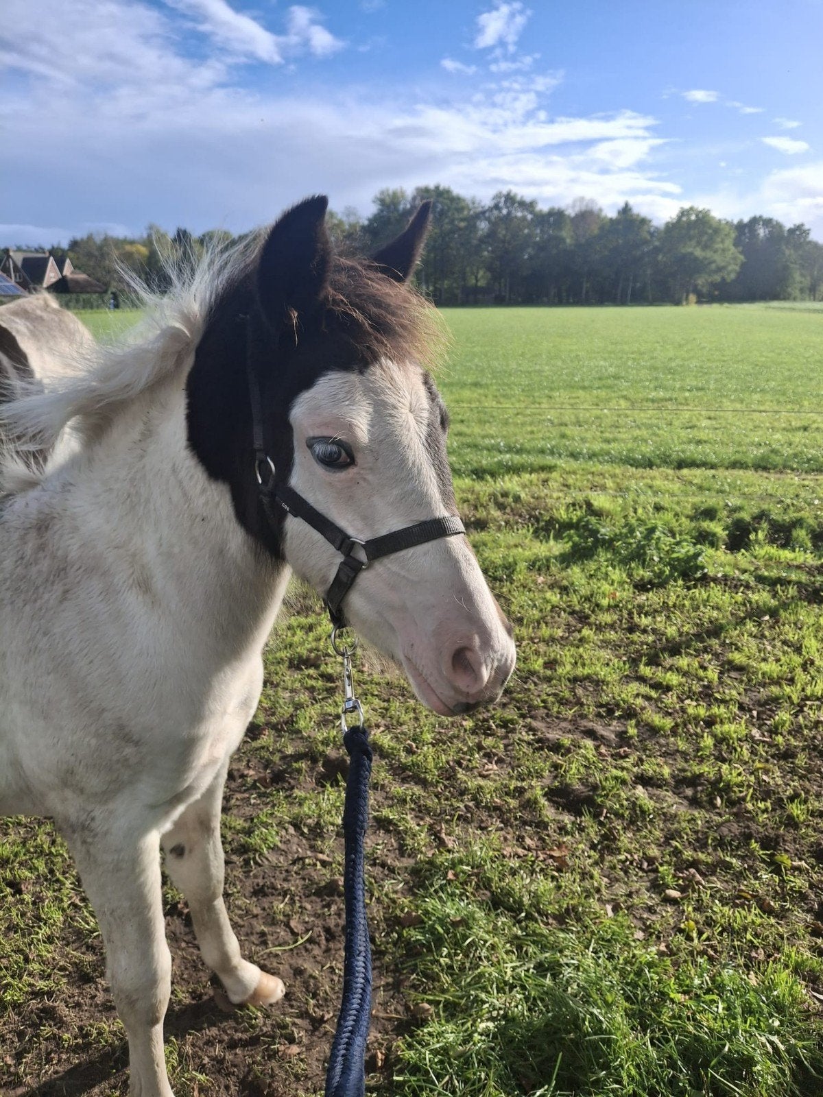 Te koop,  mooie bont D pony merrieveulen., Merrie
