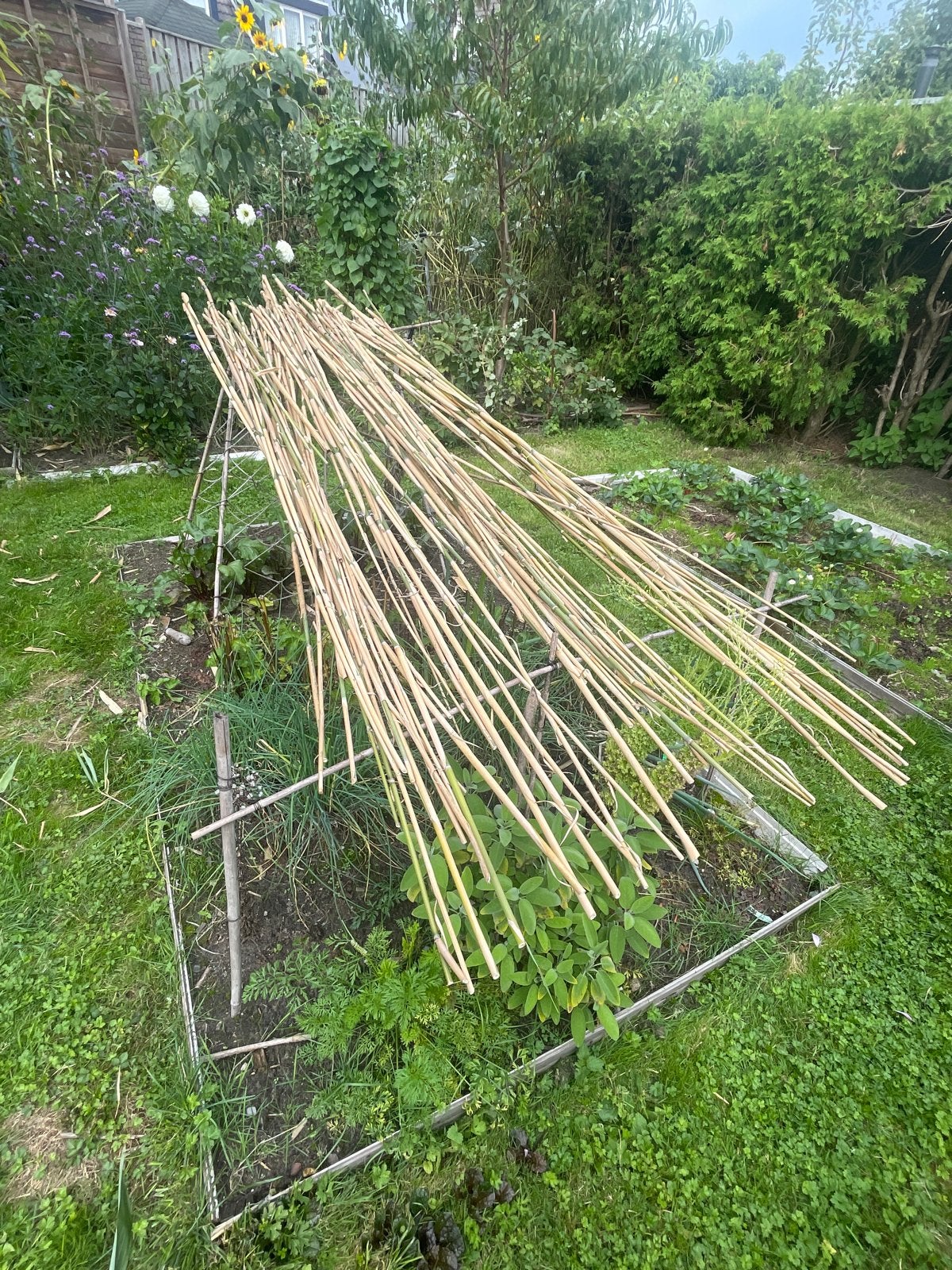 Bamboestokken moestuinstokken +/- 2,5m lang, Ophalen, Gebruikt