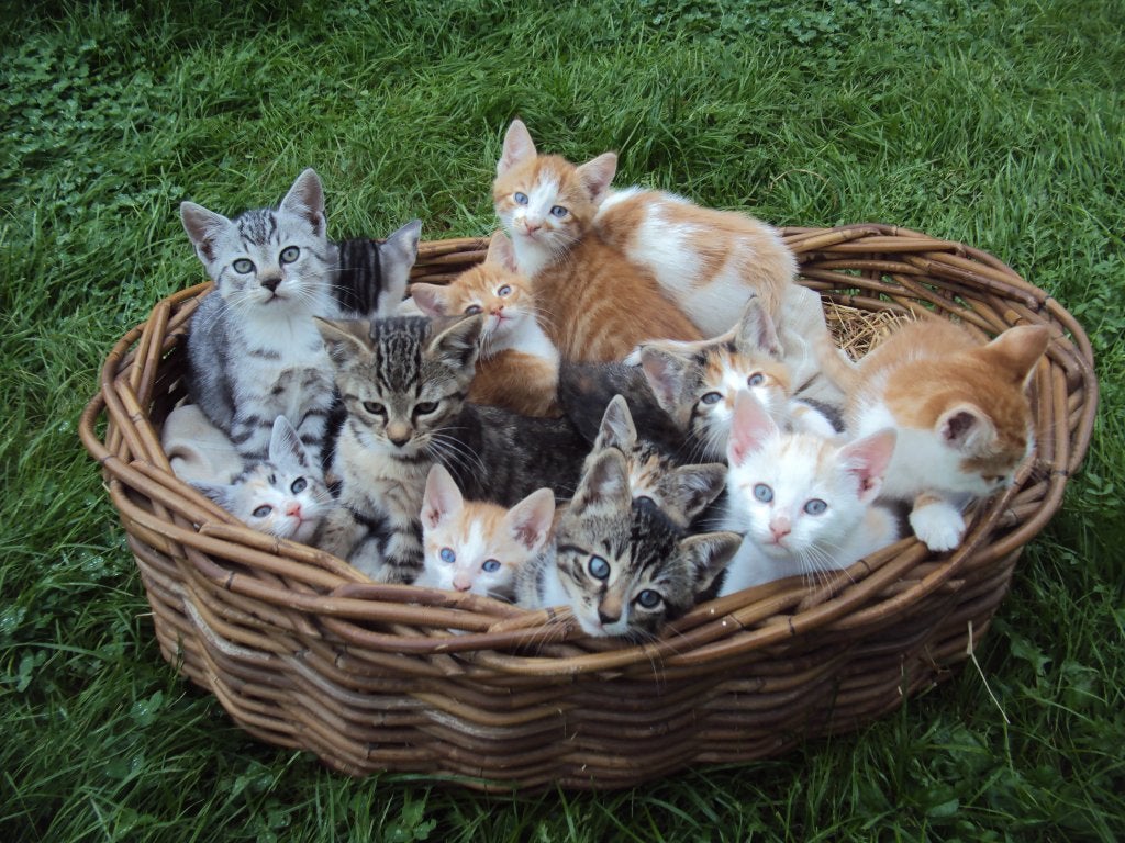 Lieve kittens cypers schildpad rood poes kater GELIJK MEE, Meerdere dieren, Kortharig, 0 tot 2 jaar