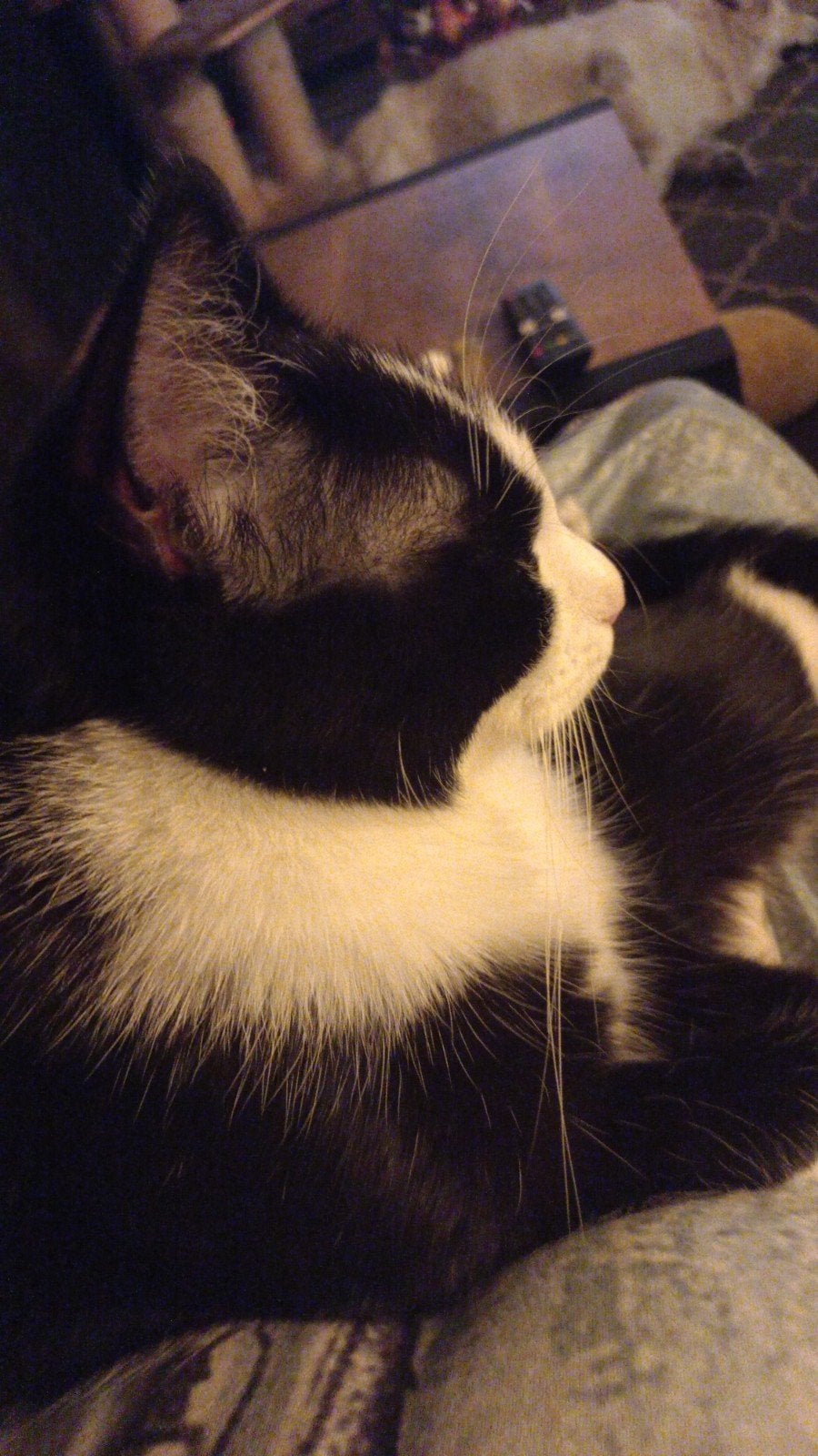 Lief katertje (moeder Ragdoll)  zoekt nieuw huisje, Dieren en Toebehoren