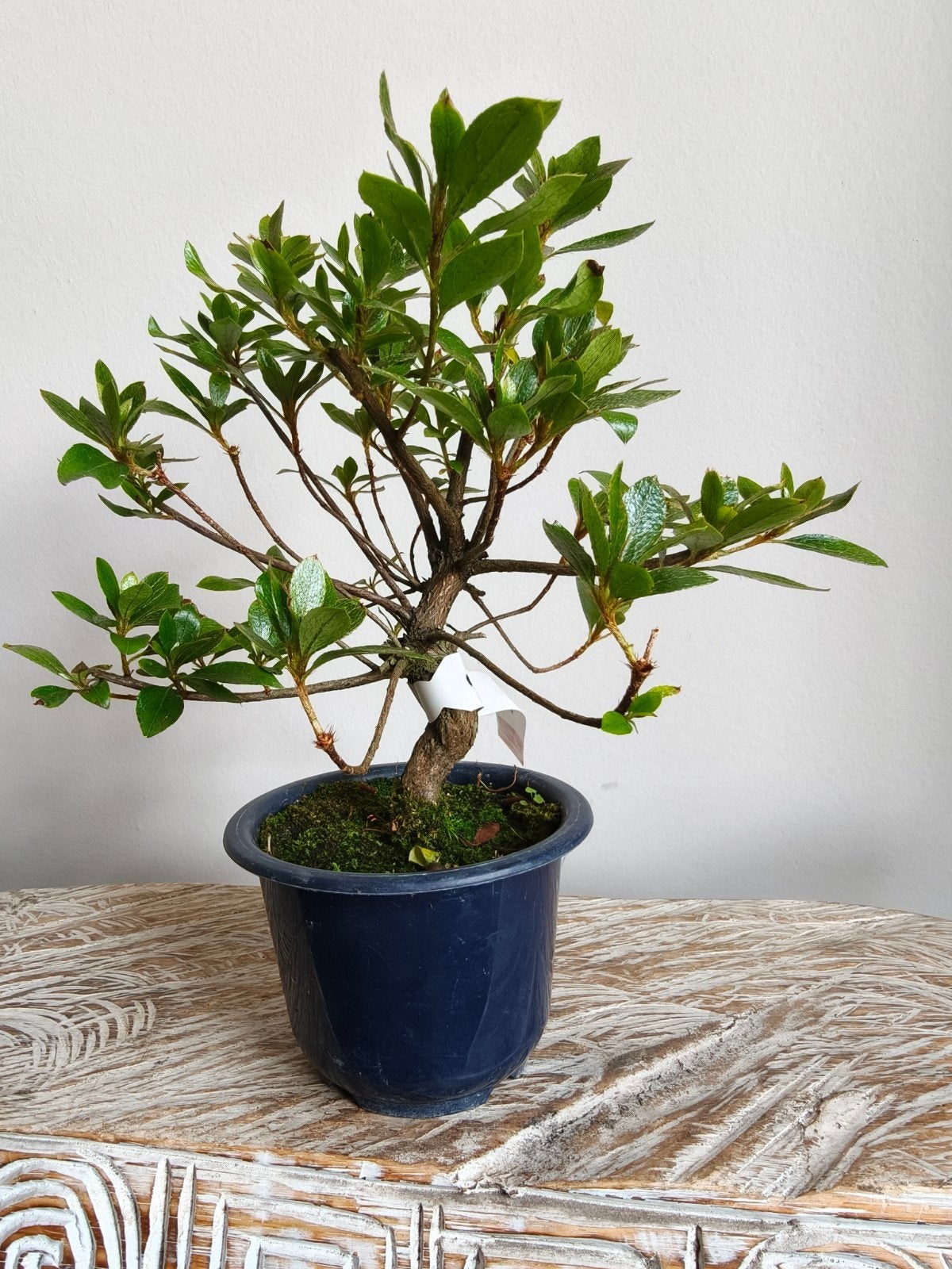 Satsuki Azalea Saien bonsai, Bloeit niet, Halfschaduw, Minder dan 100 cm, Overige soorten