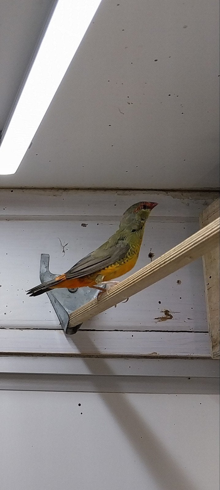 Goudbuikje man, Dieren en Toebehoren, Vogels | Overige Vogels, Mannelijk