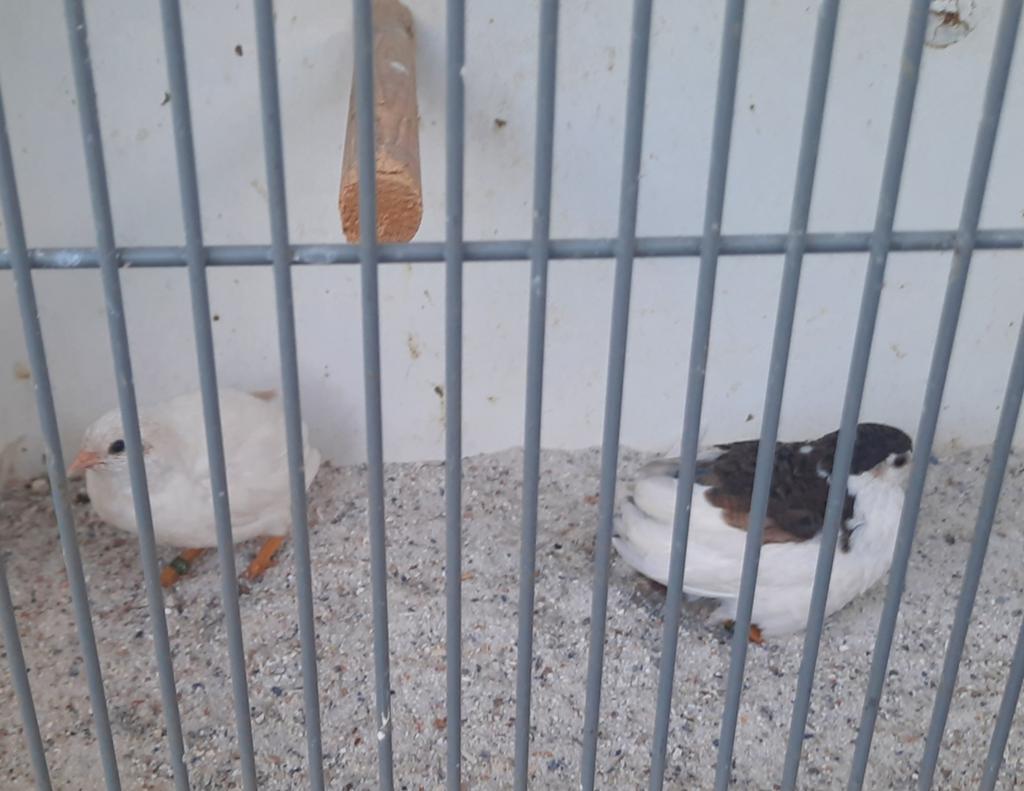 Koppel chinese dwerg kwartels, Meerdere dieren, Tropenvogel