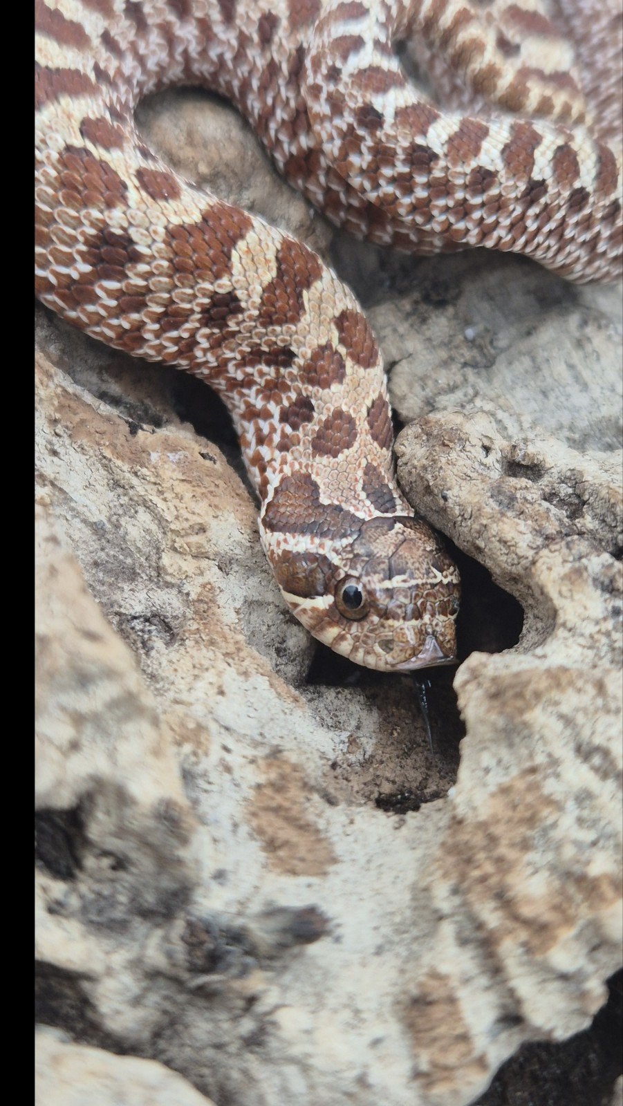 Haakneus slang Ex red het albino Hognose Snake photo 4