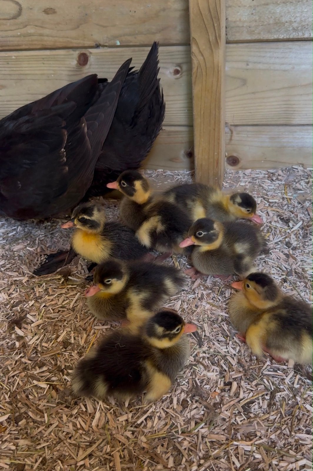Indische Loopeend kuikentjes 2 weken oud, Dieren en Toebehoren, Pluimvee, Meerdere dieren, Eend
