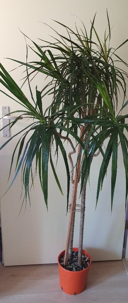 Dracaena palm, populaire kamerplantje, Huis en Inrichting, Kamerplanten, Ophalen, Palm, Halfschaduw, In pot