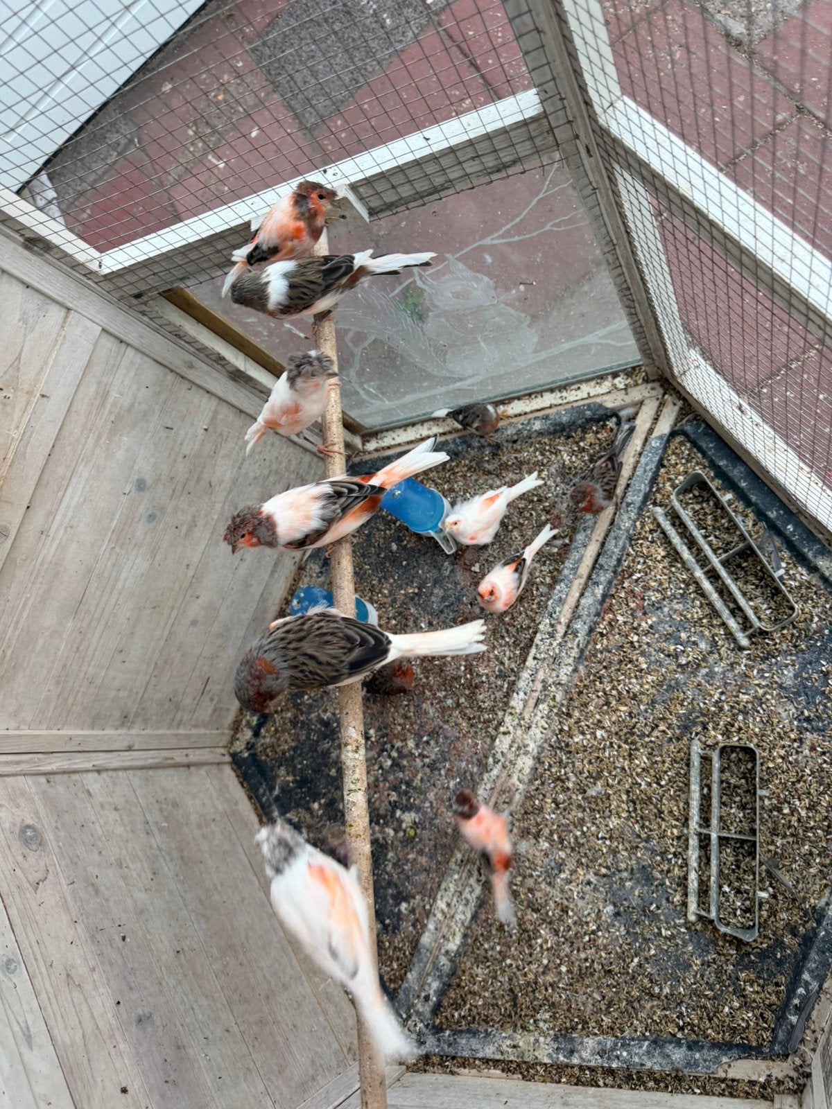 Harlekijn kanarie, Dieren en Toebehoren, Vogels | Overige Vogels, Meerdere dieren