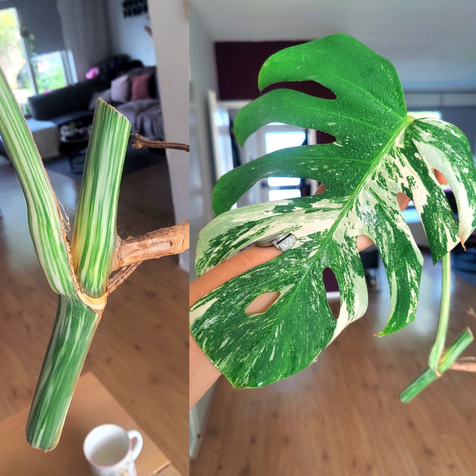 Monstera variegata stek, Ophalen, Halfschaduw, Minder dan 100 cm