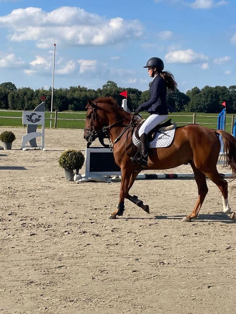 Luxe 5 jarige Vos ruin. D pony, Gechipt, B, Ruin, Springpony