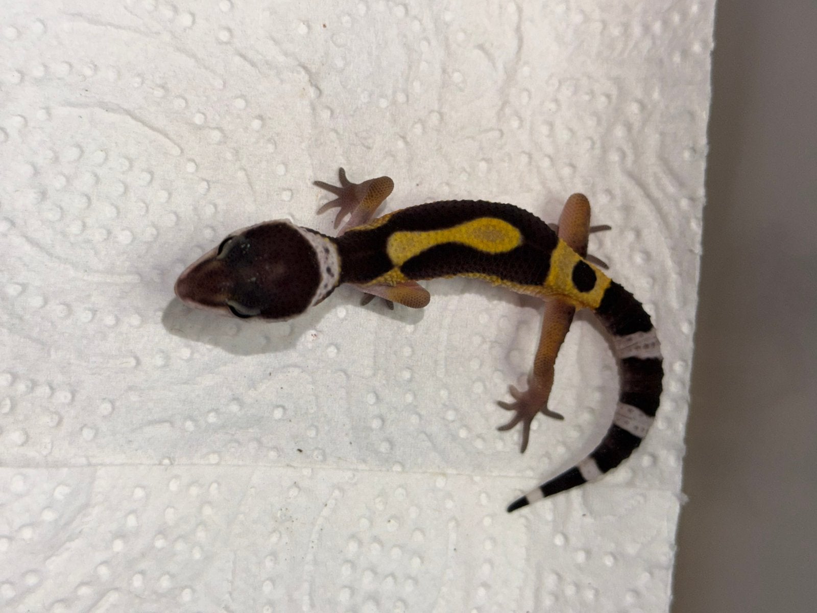 Black night x tangerine luipaardgekko vrouw, Hagedis, 0 tot 2 jaar