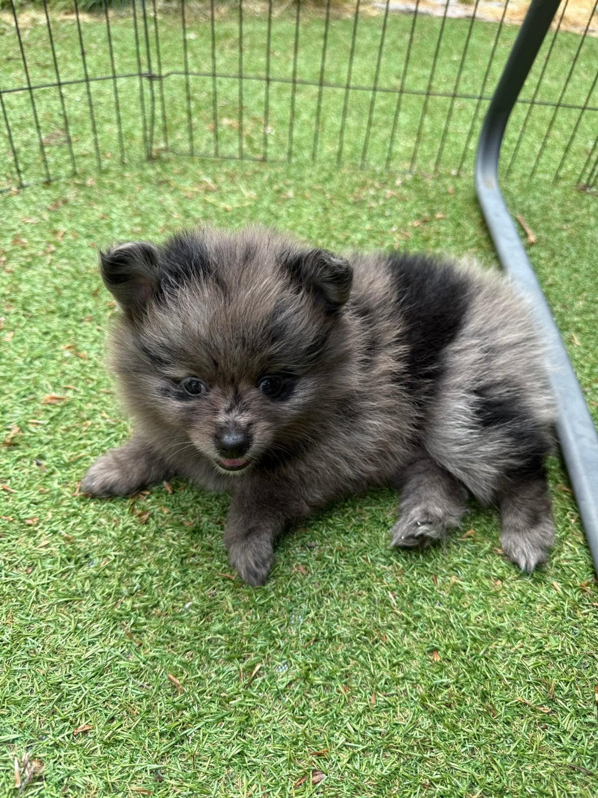Pomeriaan(dwergkees) pups zoeken goed huisje, Parvo, Keeshond, 8 tot 15 weken, Meerdere