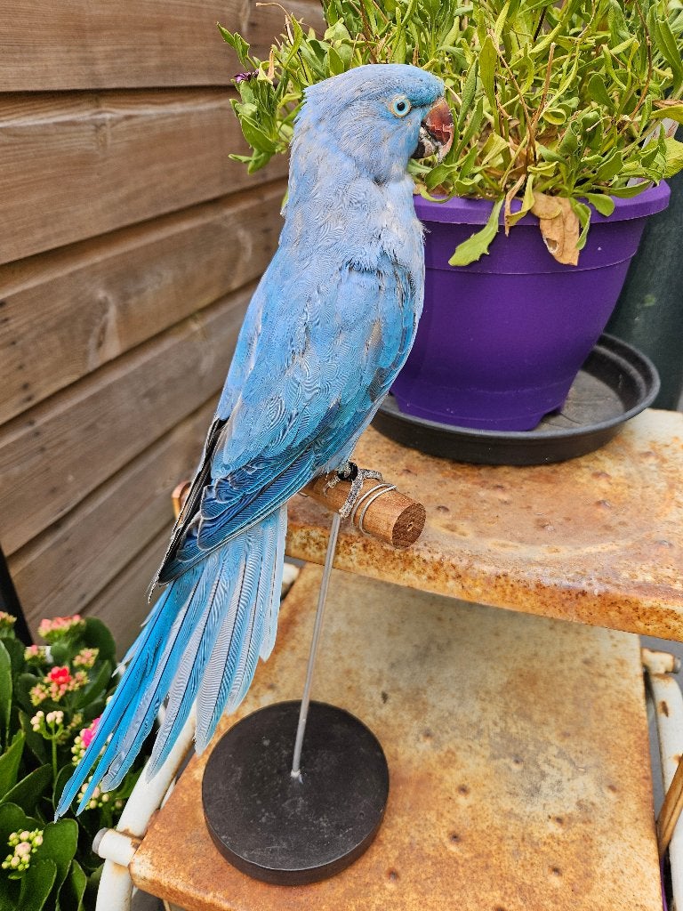 mooie helemaal blauwe parkiet, Ophalen of Verzenden, Nieuw, Vogel, Opgezet dier