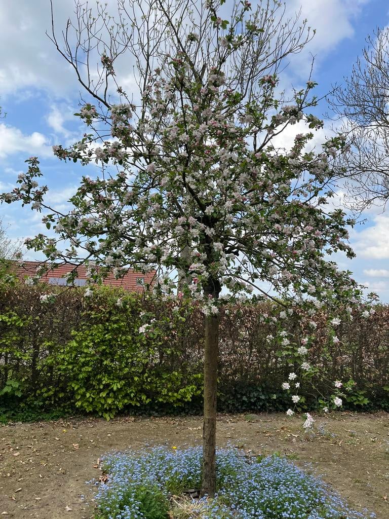 Appelboom, Perenboom en Pruimenboom, Ophalen, Lente, Volle zon, Appelboom