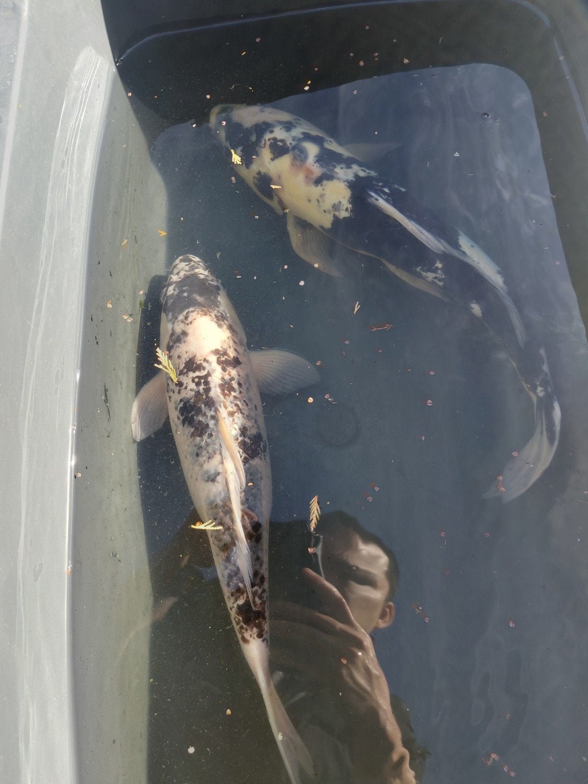 2 mooi Shiro Utsuri, Dieren en Toebehoren, Karper of Koi